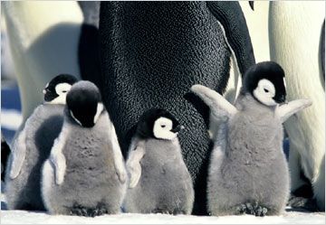 Imagem 2 do filme A Marcha dos Pinguins